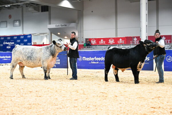 Beisview 5L and dam Remin's Jewel 39F