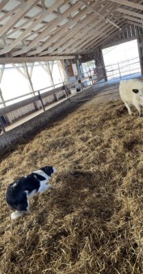Border Collie Piper working
