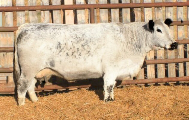 Belmoral's Lady 26D