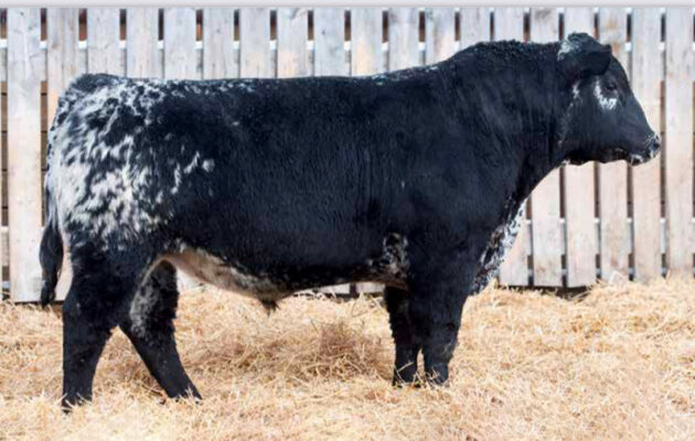 Codiak William Tell GNK 59G