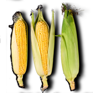sweet corn