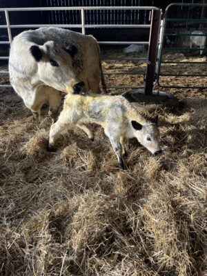 new calf