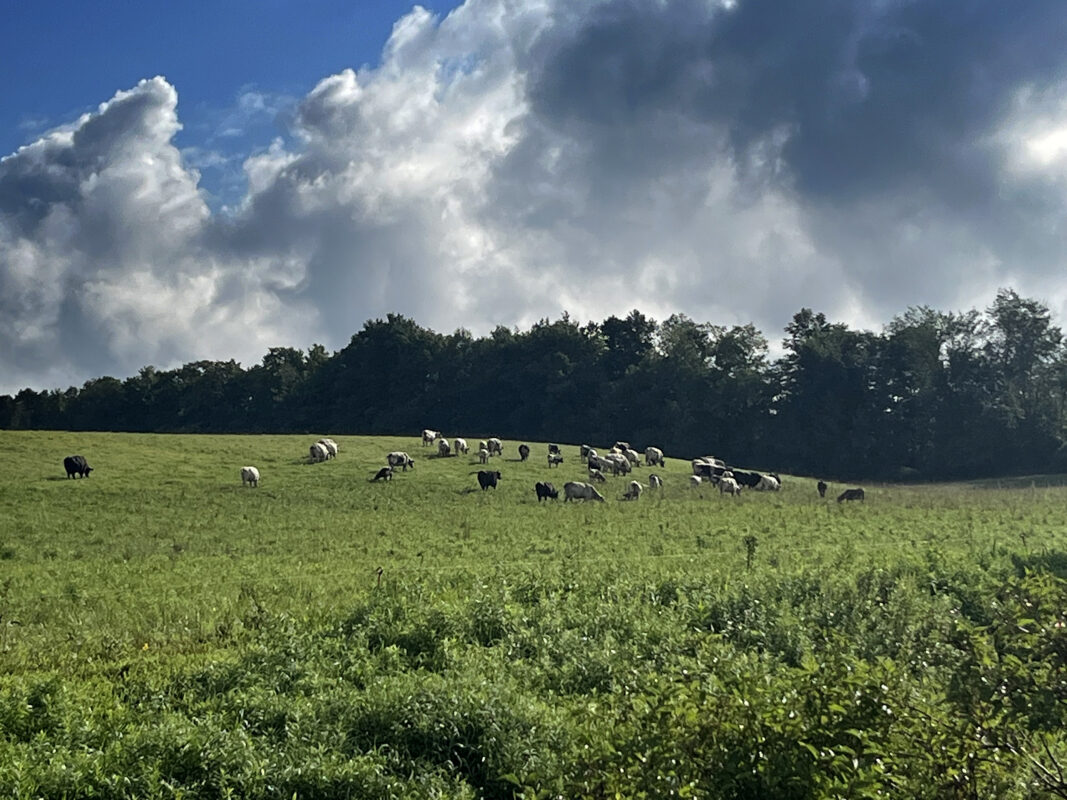 Beisview Speckle Park herd